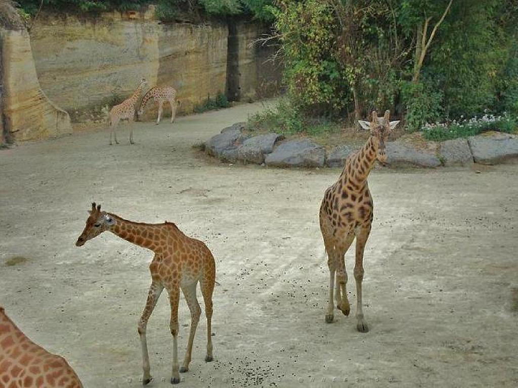 149 BIO PARC DE DOUE LA FONTAINE 1- 2016_000029.jpg